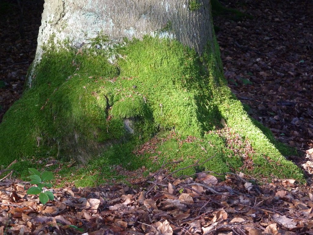 P1030578.JPG - Moss on tree