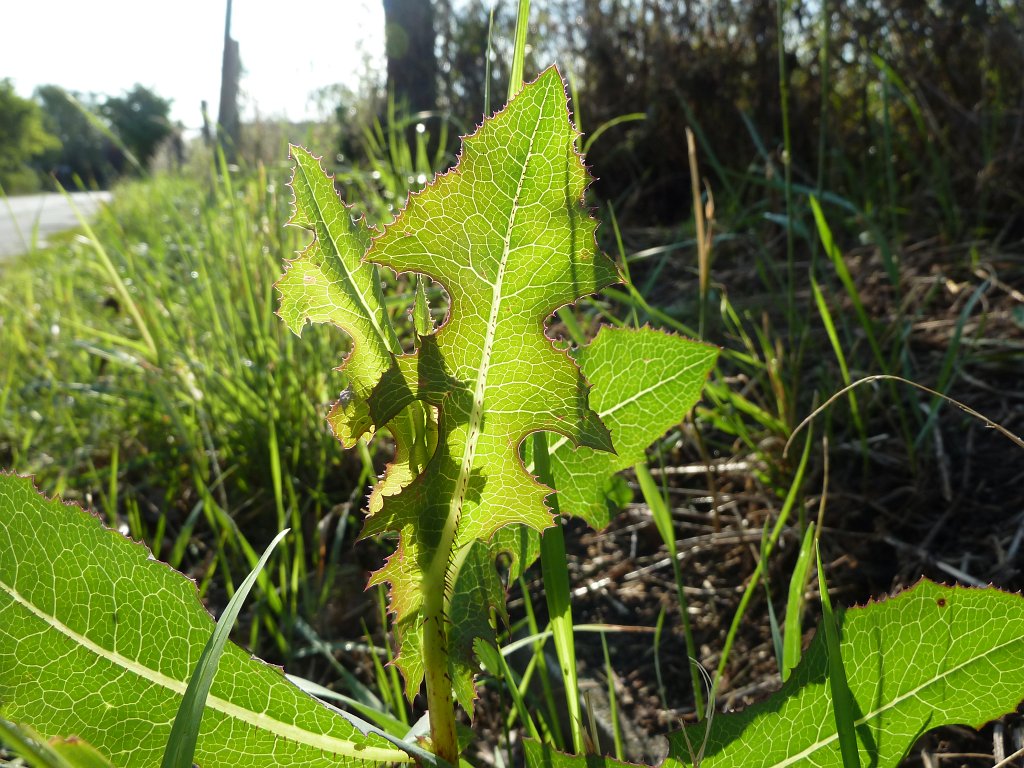 P1030615.JPG - Leaves