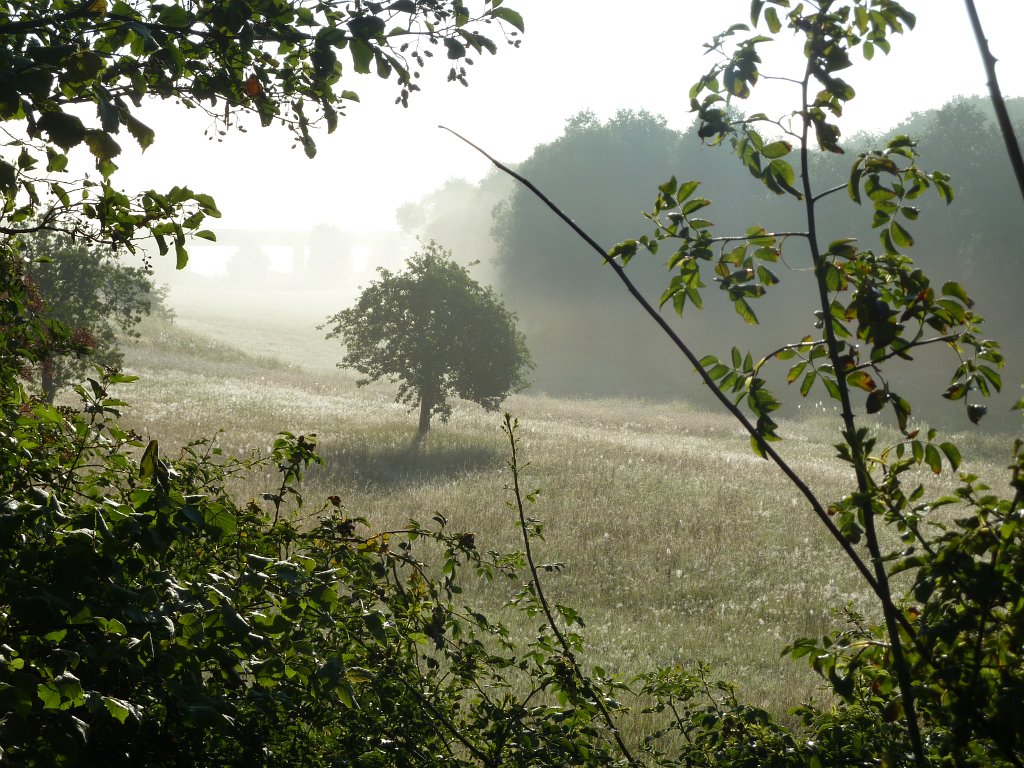 P1030650.JPG - Tree in Usa valley  http://en.wikipedia.org/wiki/Usa_(Germany) 