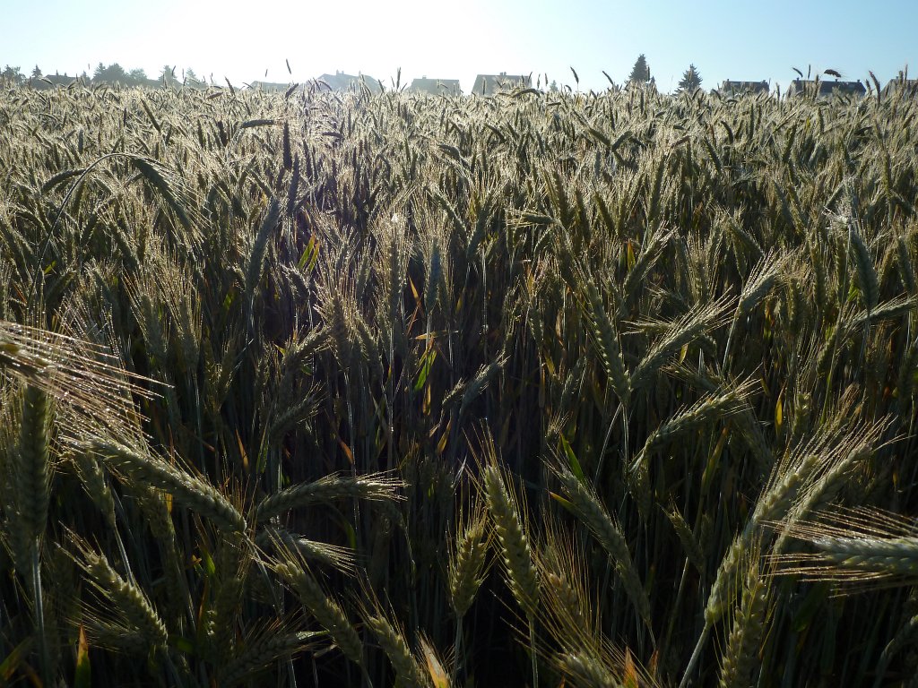 P1030666.JPG - Barley  http://en.wikipedia.org/wiki/Barley  field