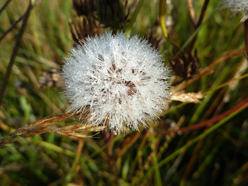 P1030670.JPG - Bloom