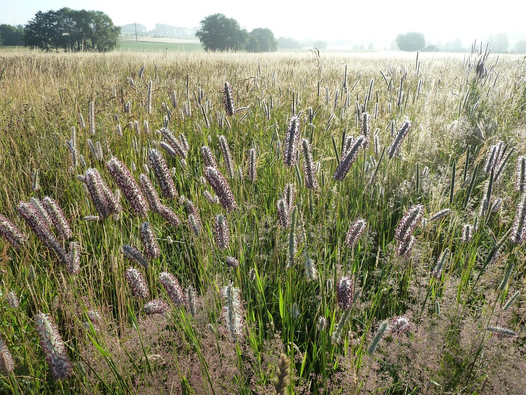 P1030671.JPG - Foxtails  http://en.wikipedia.org/wiki/Alopecurus 