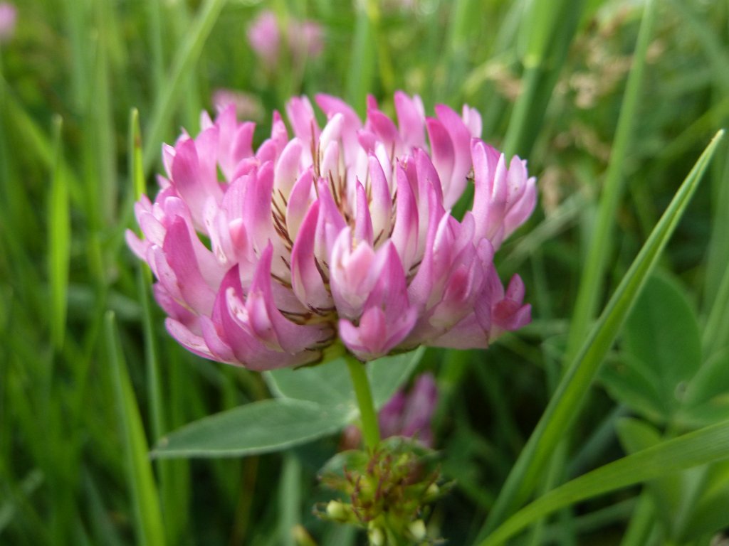 P1030719.JPG - Clover  http://en.wikipedia.org/wiki/Clover 