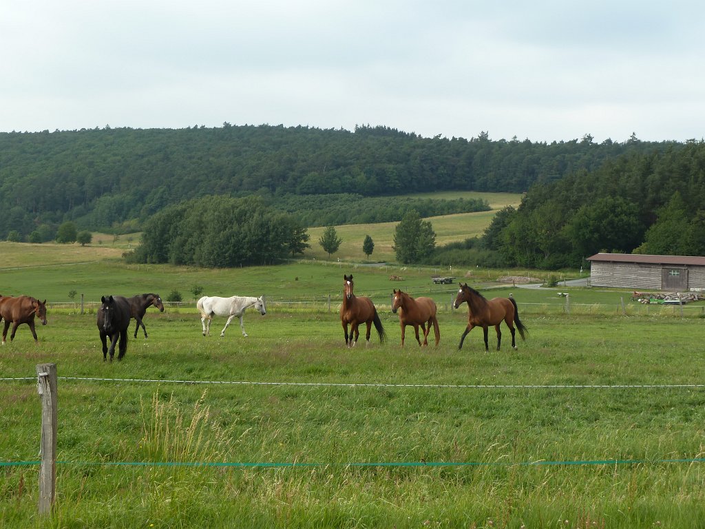 P1030796.JPG - Horses  http://en.wikipedia.org/wiki/Horse 