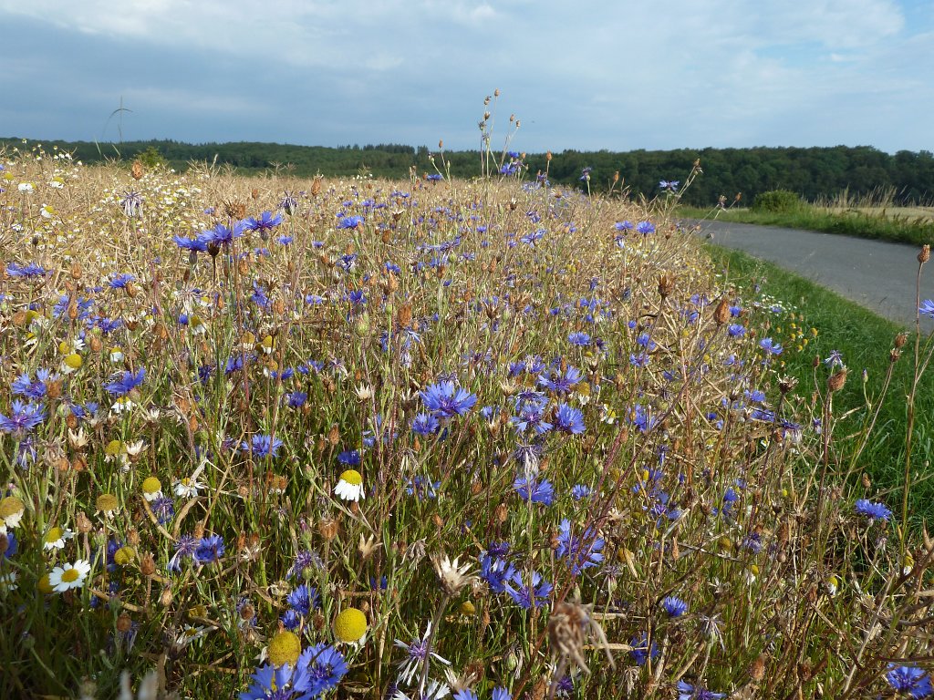 P1030839.JPG - Cornflowers  http://en.wikipedia.org/wiki/Cornflower 