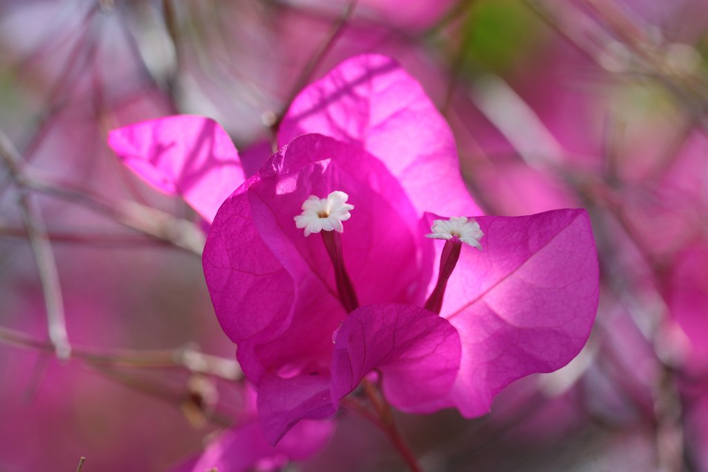 IMG_3620.JPG - Flowers