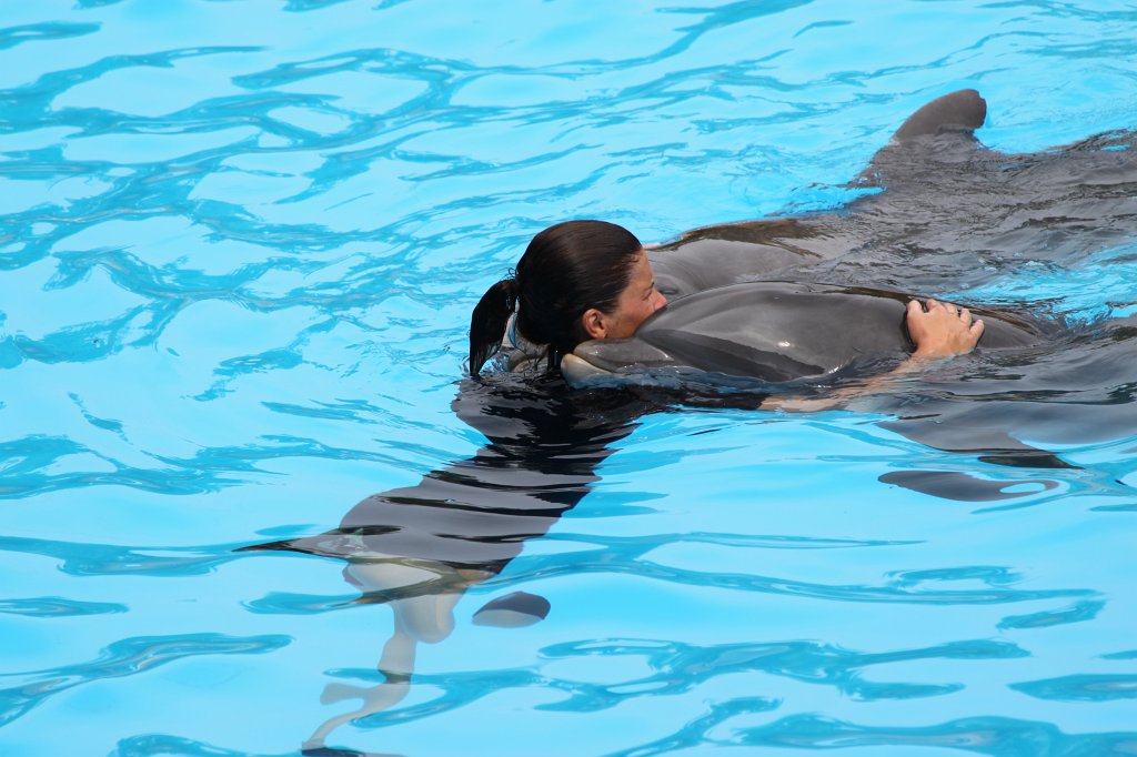 IMG_3739.JPG - Loro Parque  http://en.wikipedia.org/wiki/Loro_Parque  Dolphin show