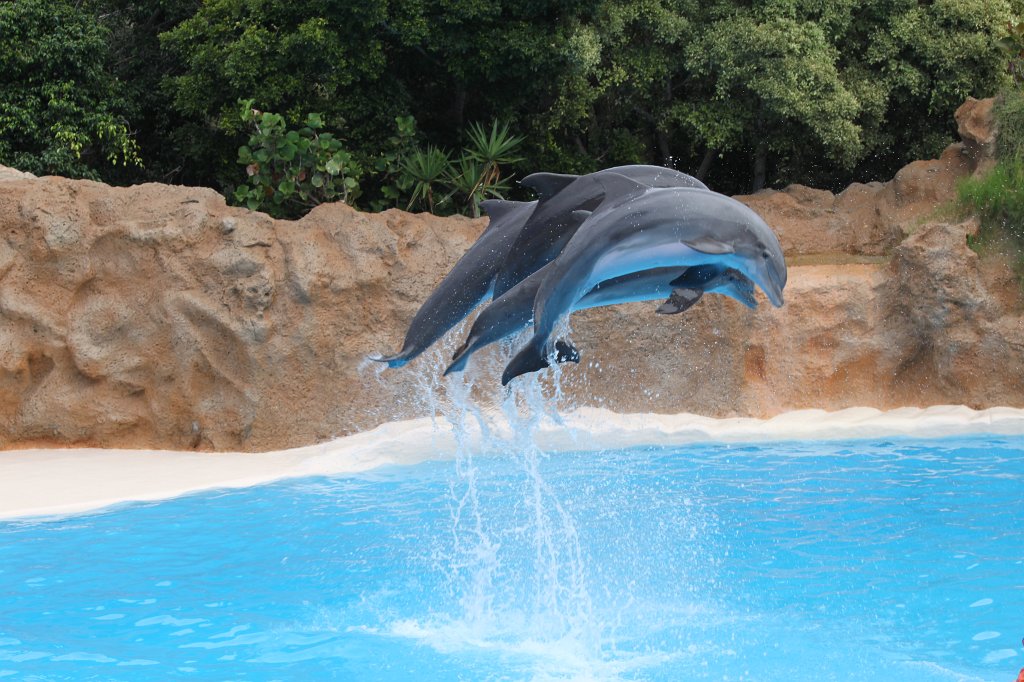 IMG_3760.JPG - Loro Parque  http://en.wikipedia.org/wiki/Loro_Parque  Dolphin show