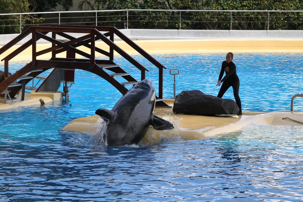 IMG_3805.JPG - Loro Parque  http://en.wikipedia.org/wiki/Loro_Parque  Orca show
