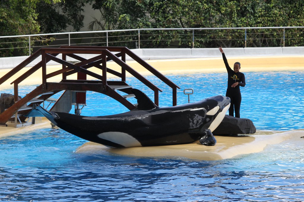 IMG_3806.JPG - Loro Parque  http://en.wikipedia.org/wiki/Loro_Parque  Orca show