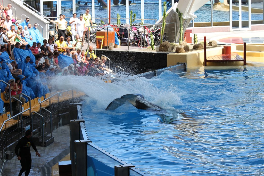 IMG_3828.JPG - Loro Parque  http://en.wikipedia.org/wiki/Loro_Parque  Orca show
