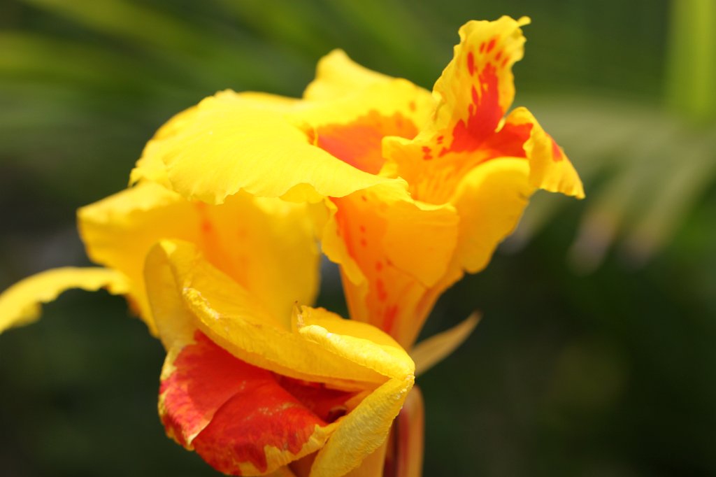 IMG_3865.JPG - Flower