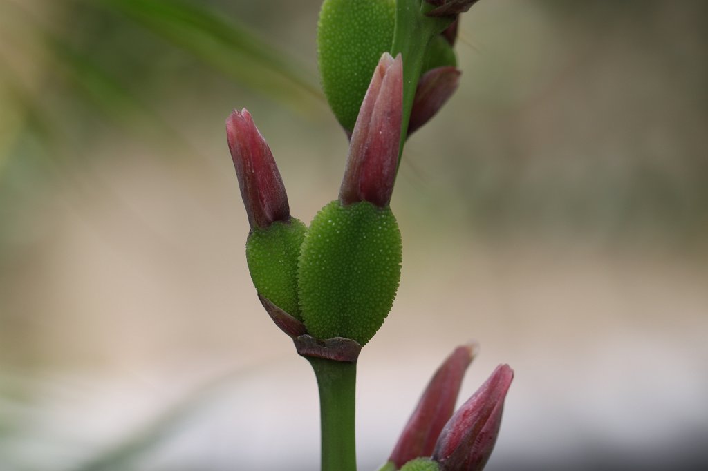 IMG_3866.JPG - Flower