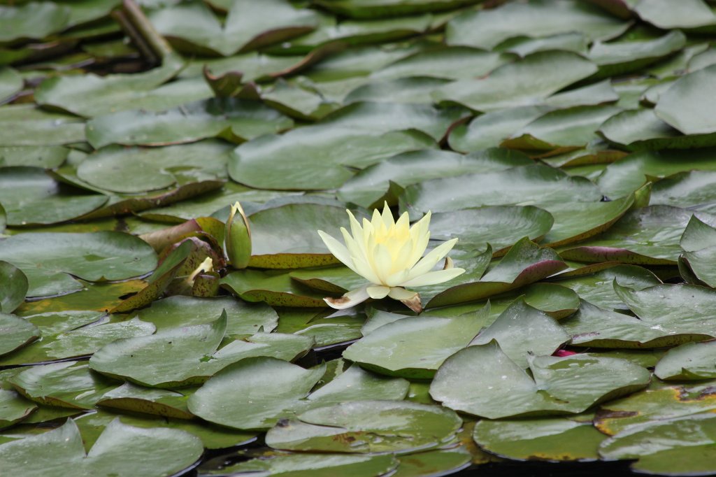 IMG_3873.JPG - Nymphaea  http://en.wikipedia.org/wiki/Nymphaea 