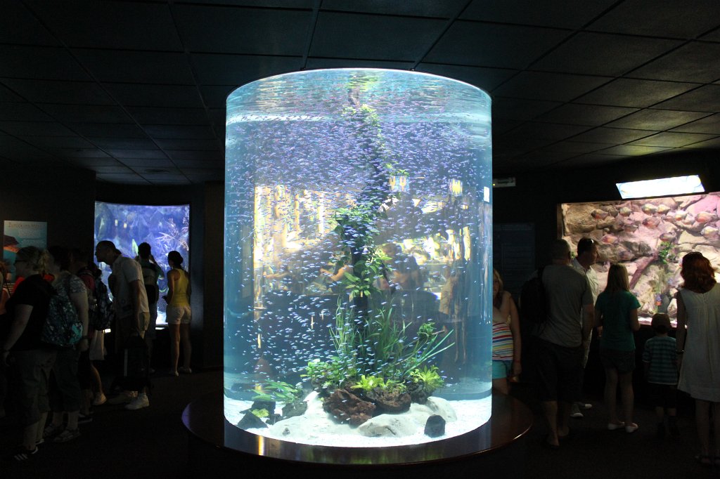 IMG_3909.JPG - Loro Parque  http://en.wikipedia.org/wiki/Loro_Parque  aquarium