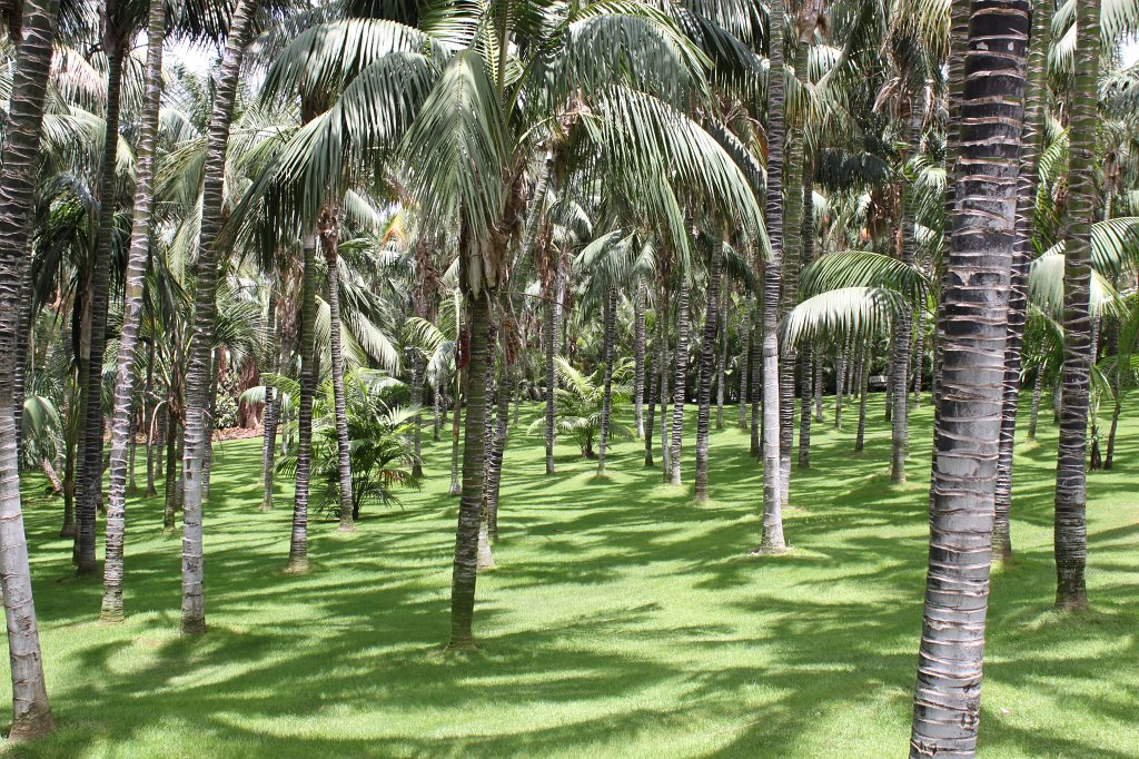 IMG_3942.JPG - Loro Parque  http://en.wikipedia.org/wiki/Loro_Parque  sunny forrest