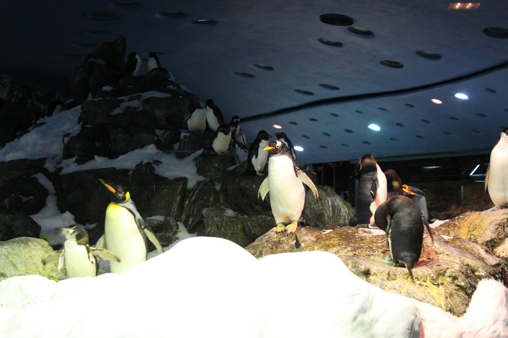 IMG_3969.JPG - Loro Parque  http://en.wikipedia.org/wiki/Loro_Parque  penguins