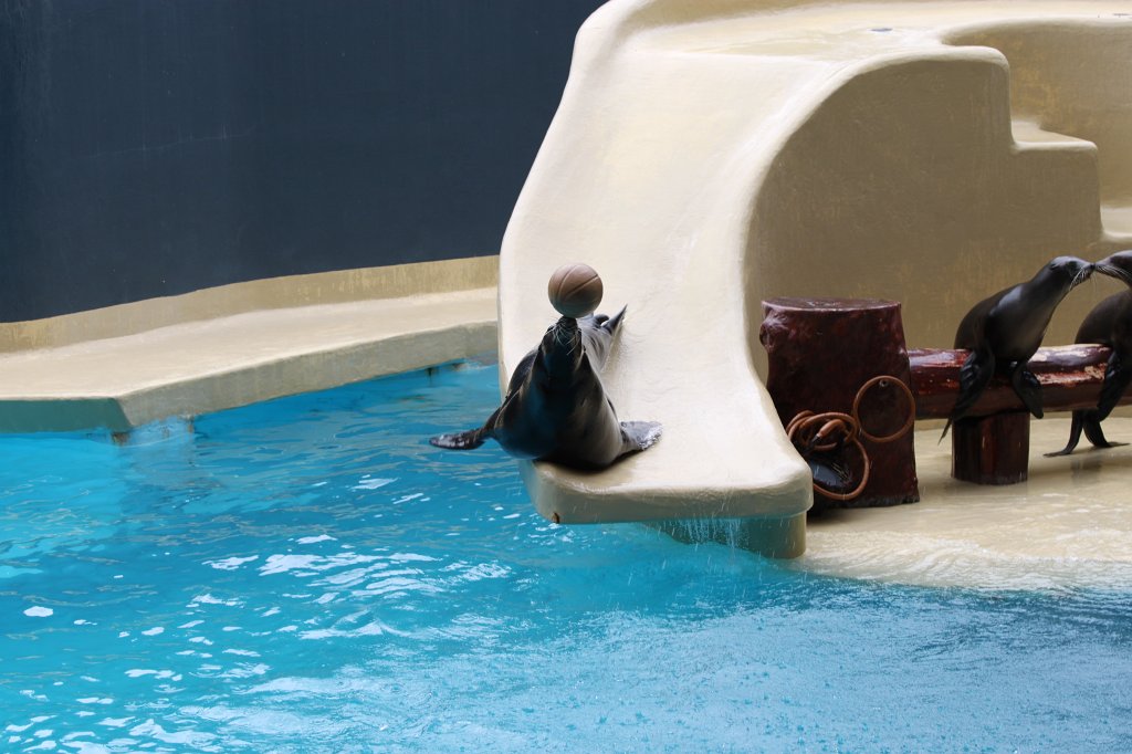 IMG_4046.JPG - Loro Parque  http://en.wikipedia.org/wiki/Loro_Parque  Sea Lions Show  http://en.wikipedia.org/wiki/Sea_lion 