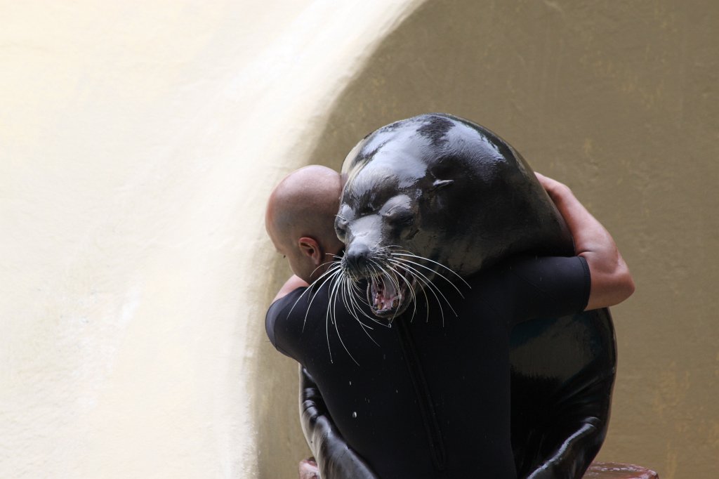 IMG_4067.JPG - Loro Parque  http://en.wikipedia.org/wiki/Loro_Parque  Sea Lions Show  http://en.wikipedia.org/wiki/Sea_lion 