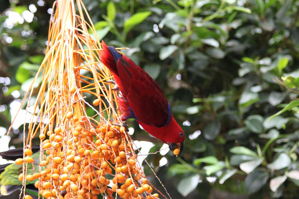 IMG_4081.JPG - Loro Parque  http://en.wikipedia.org/wiki/Loro_Parque  Loro (Parrot)