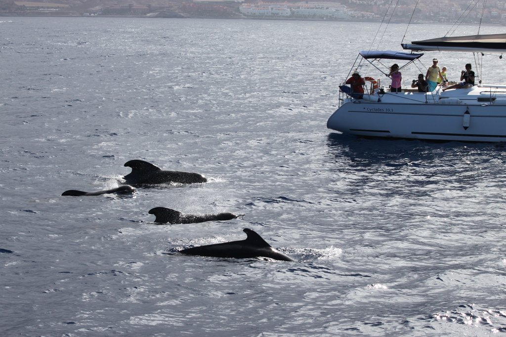 IMG_4217.JPG - Short-finned pilot whale  http://en.wikipedia.org/wiki/Short-finned_pilot_whale 