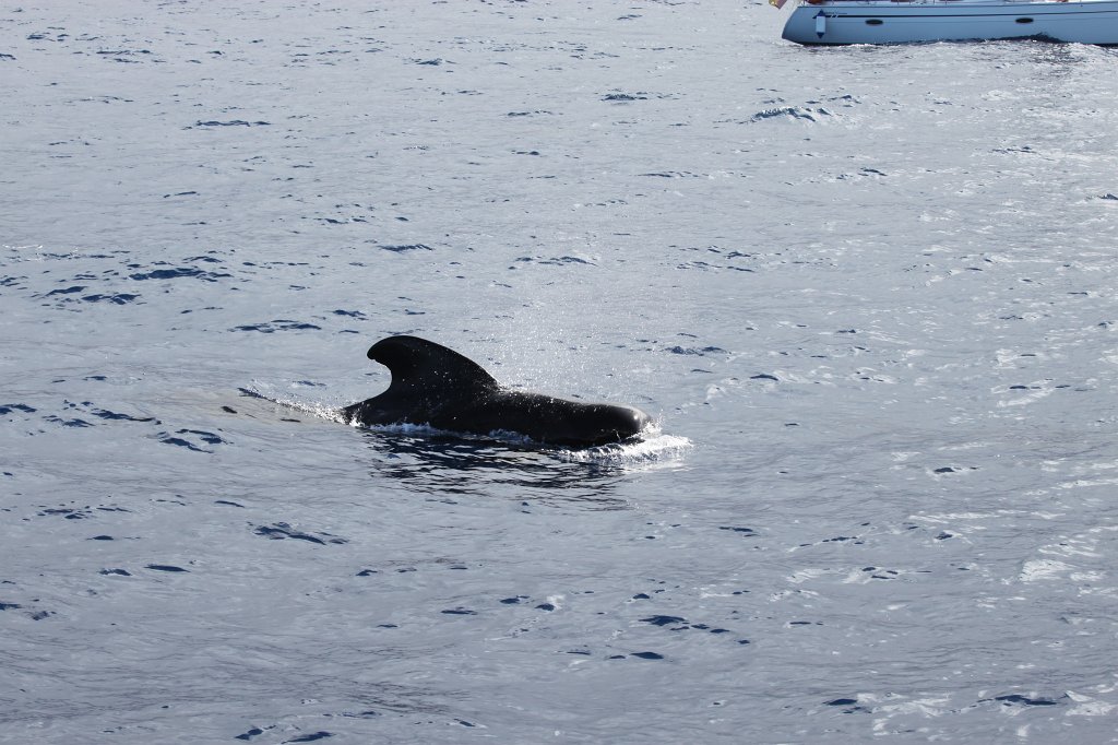 IMG_4238.JPG - Short-finned pilot whale  http://en.wikipedia.org/wiki/Short-finned_pilot_whale 