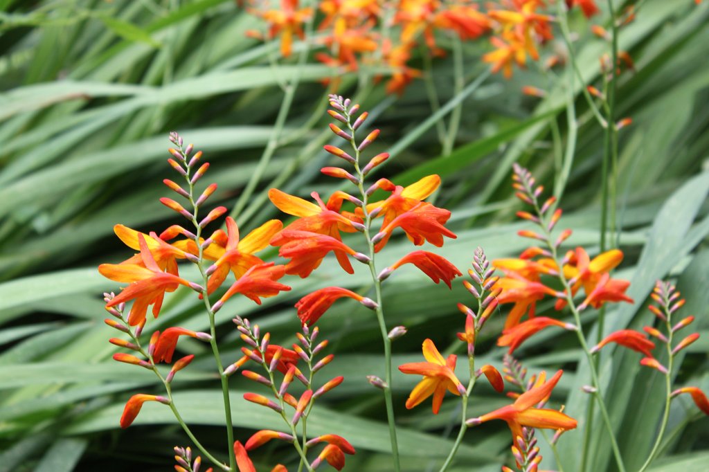 IMG_4566.JPG - Flowers