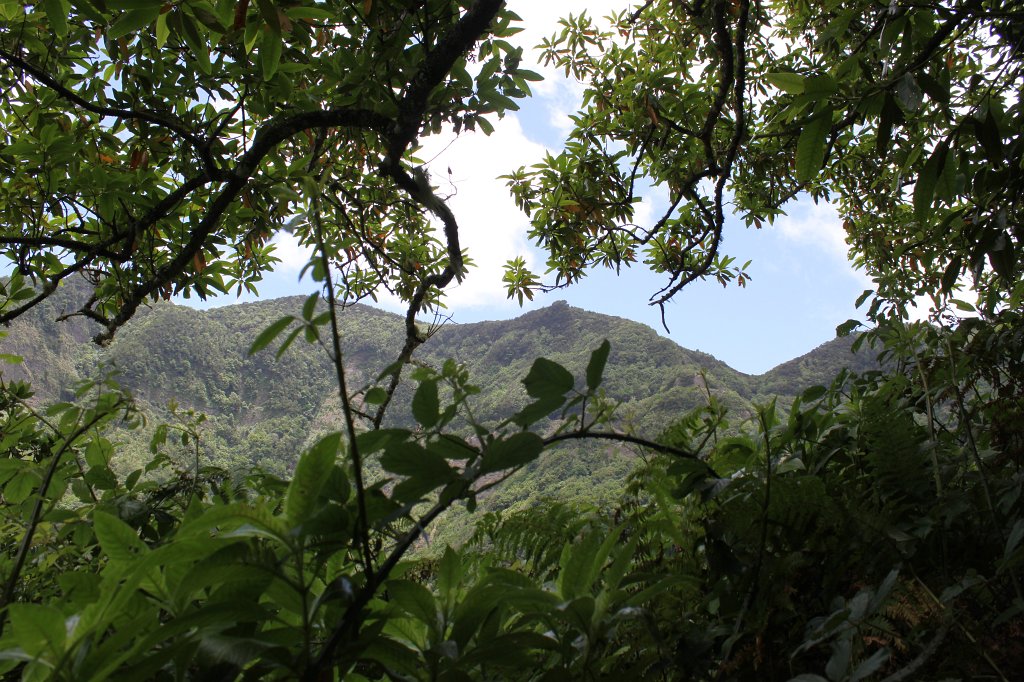 IMG_4597.JPG - View out of the forest