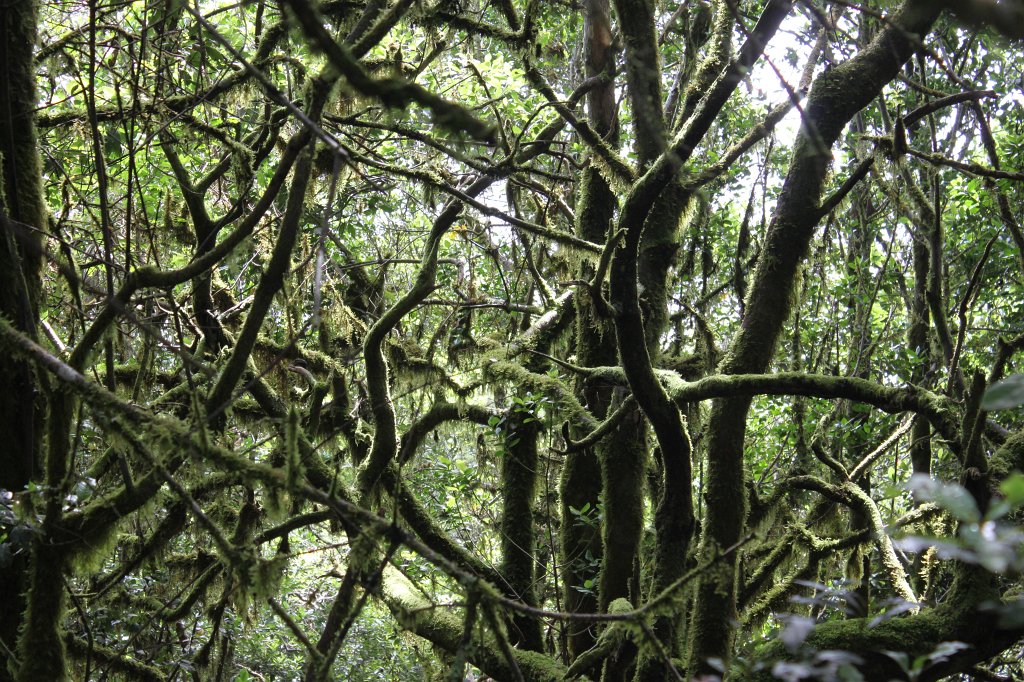 IMG_4674.JPG - Rainforest