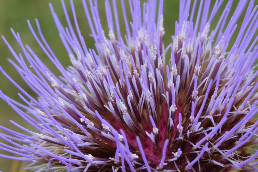 IMG_4764.JPG - Flower