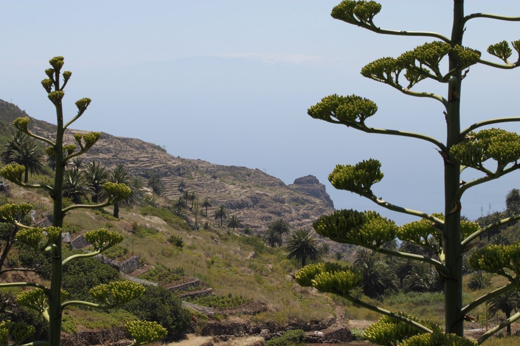 IMG_4797.JPG - Agave plant  http://en.wikipedia.org/wiki/Agave 