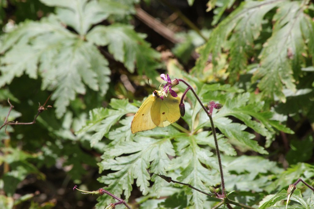 IMG_4941.JPG - Butterfly at Las Creces