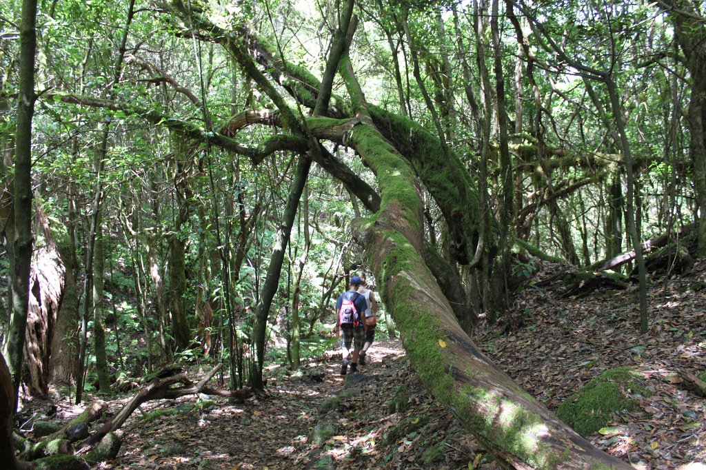 IMG_4949.JPG - Deep in the old forest