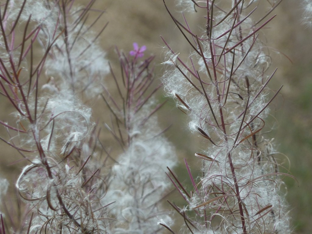 P1040544.JPG - Fireweed  http://en.wikipedia.org/wiki/Chamerion_angustifolium 