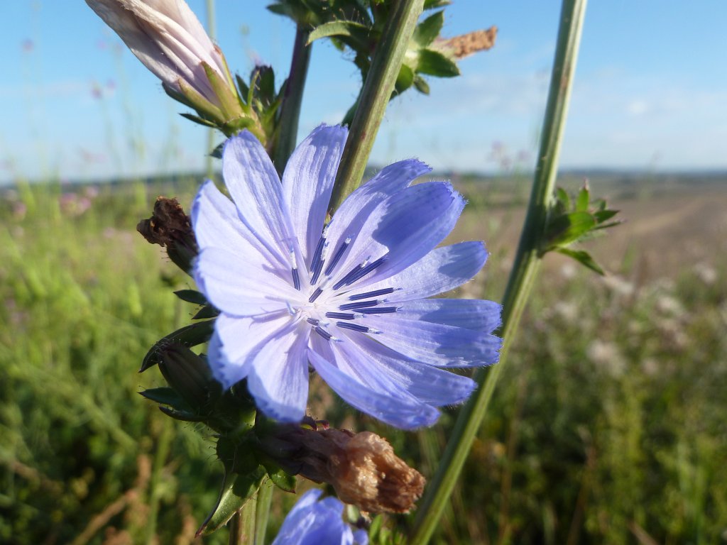 P1040580.JPG - Chicory (Wegwarte)  http://en.wikipedia.org/wiki/Chicory 