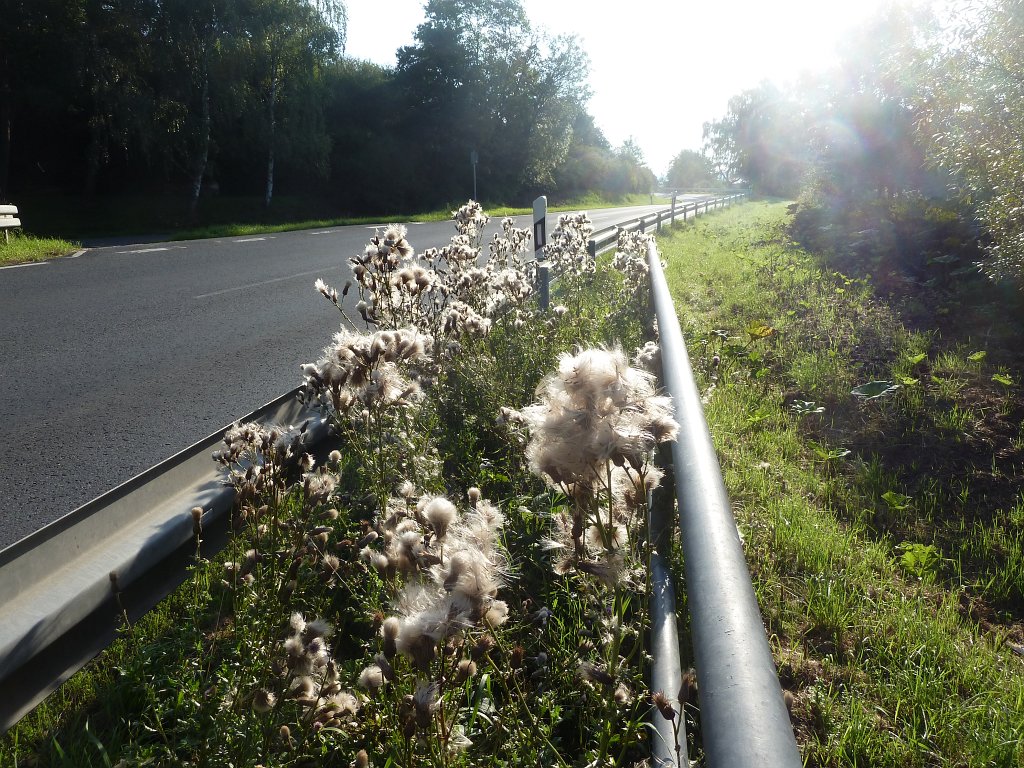 P1040594.JPG - Pappus  http://en.wikipedia.org/wiki/Pappus_(flower_structure) 