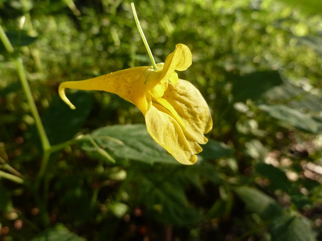 P1040633.JPG - Touch me not (Springkraut)  http://en.wikipedia.org/wiki/Impatiens_noli-tangere 
