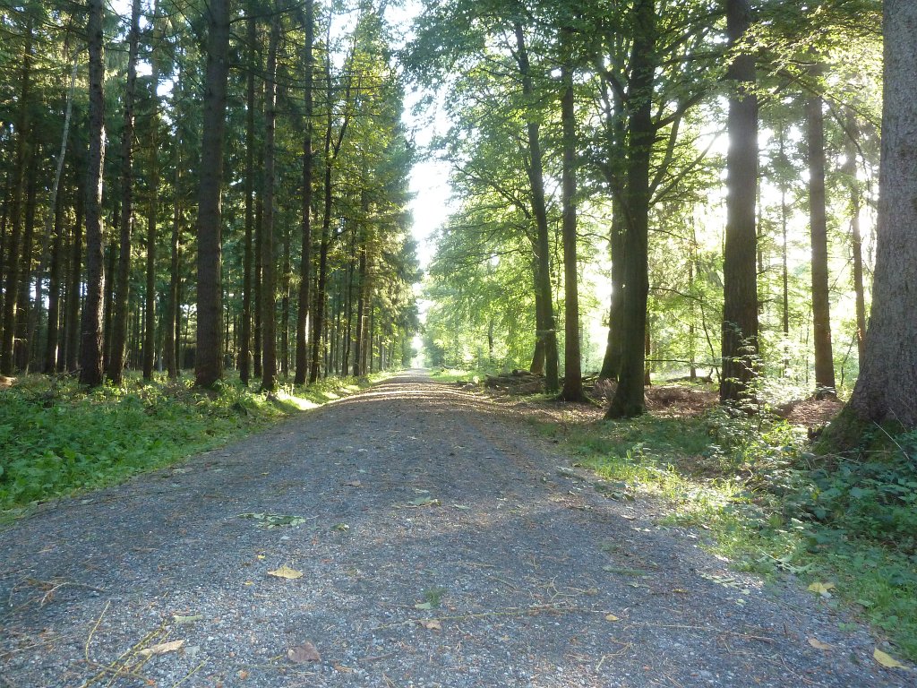 P1040746.JPG - Sunny woods