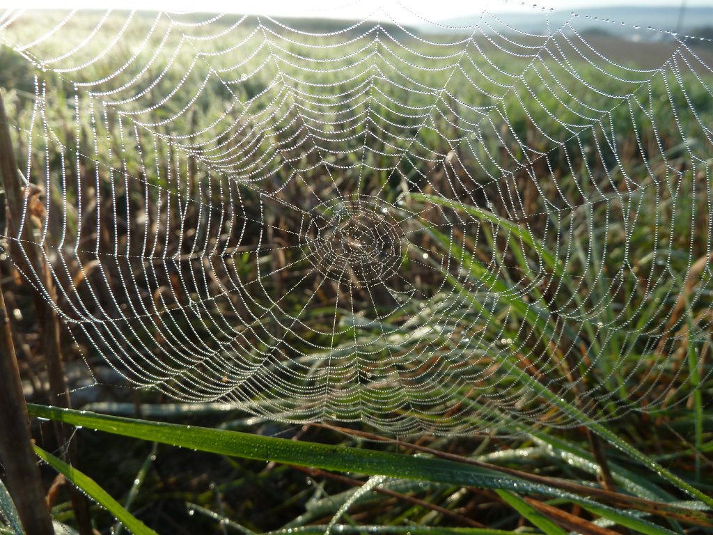 P1040995.JPG - Spiderweb