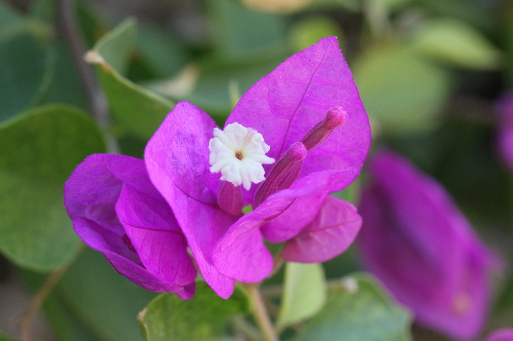 IMG_6251.JPG - Bloom