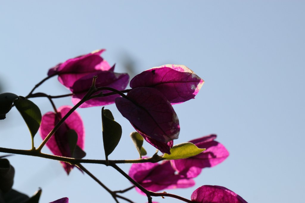 IMG_6253.JPG - Bloom