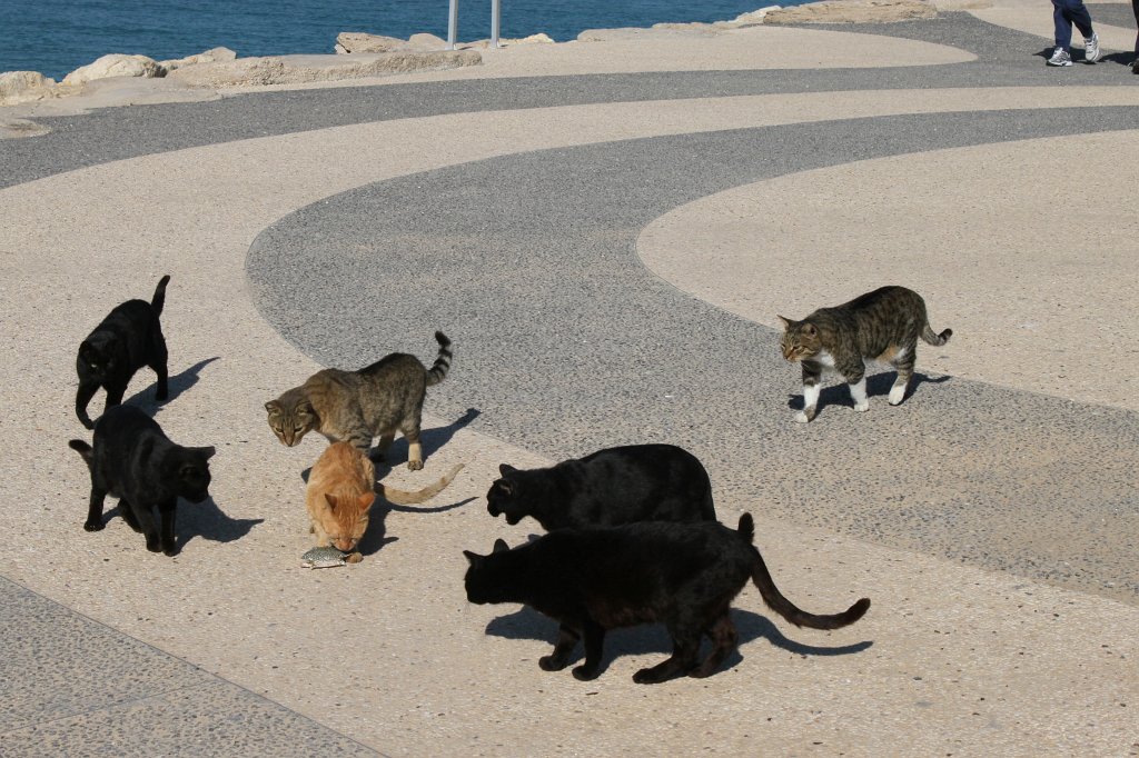 IMG_6338.JPG - Cats and crab