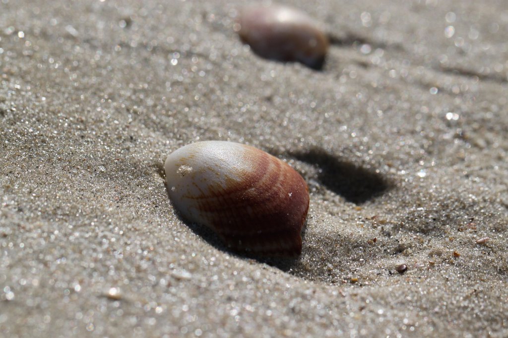 IMG_6434.JPG - Clams  http://en.wikipedia.org/wiki/Clam  on the beach