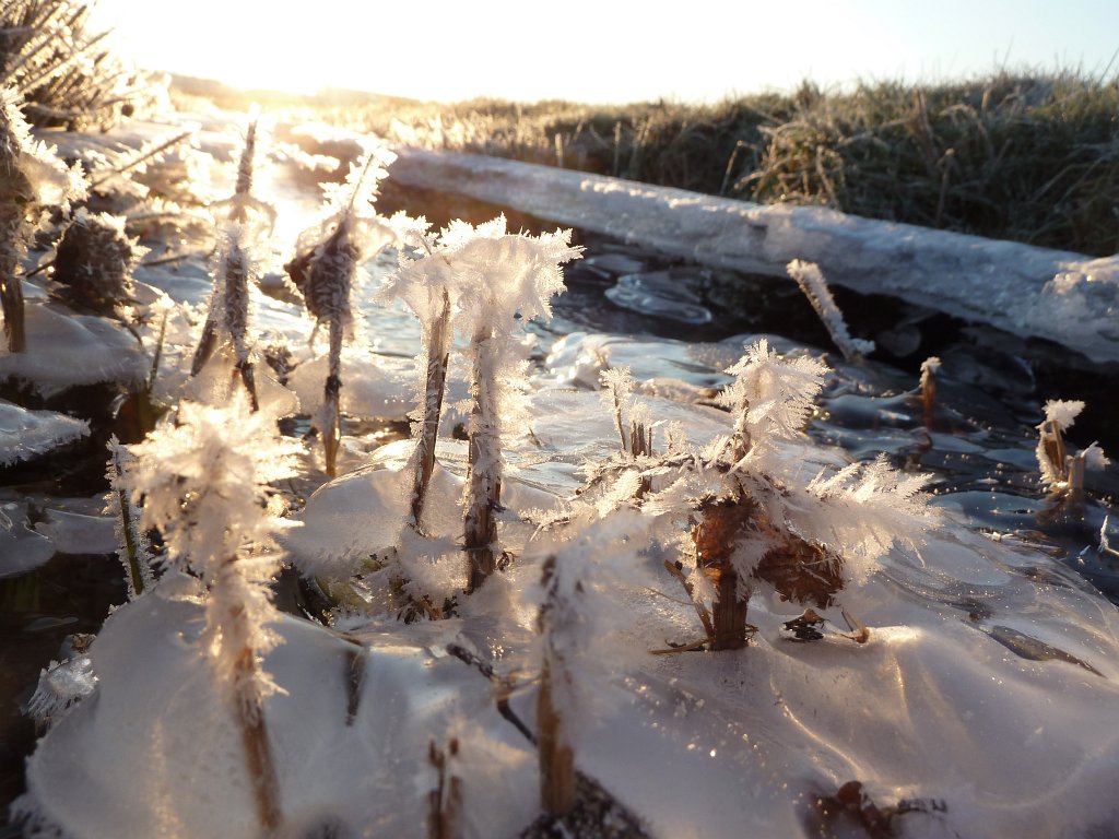 P1060100.JPG - Ice sculptures on the stream banks