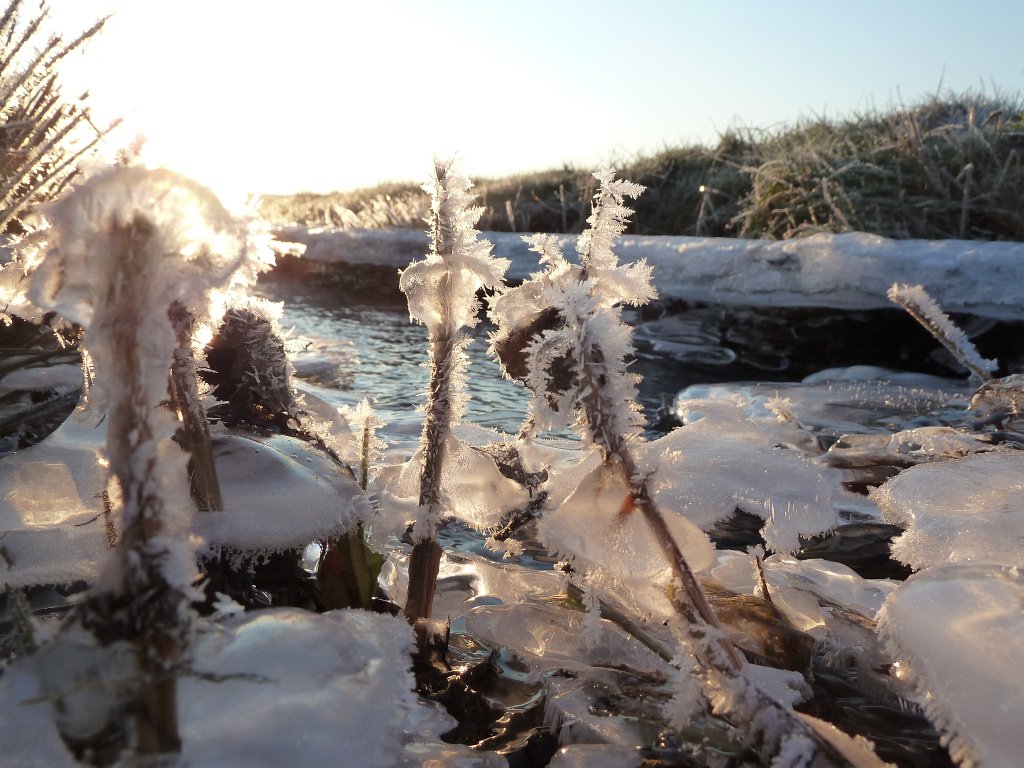 P1060101.JPG - Ice sculptures on the stream banks
