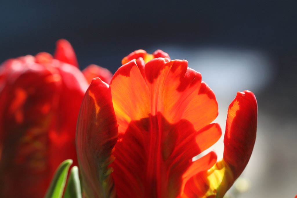 IMG_7545.JPG - Tulpen