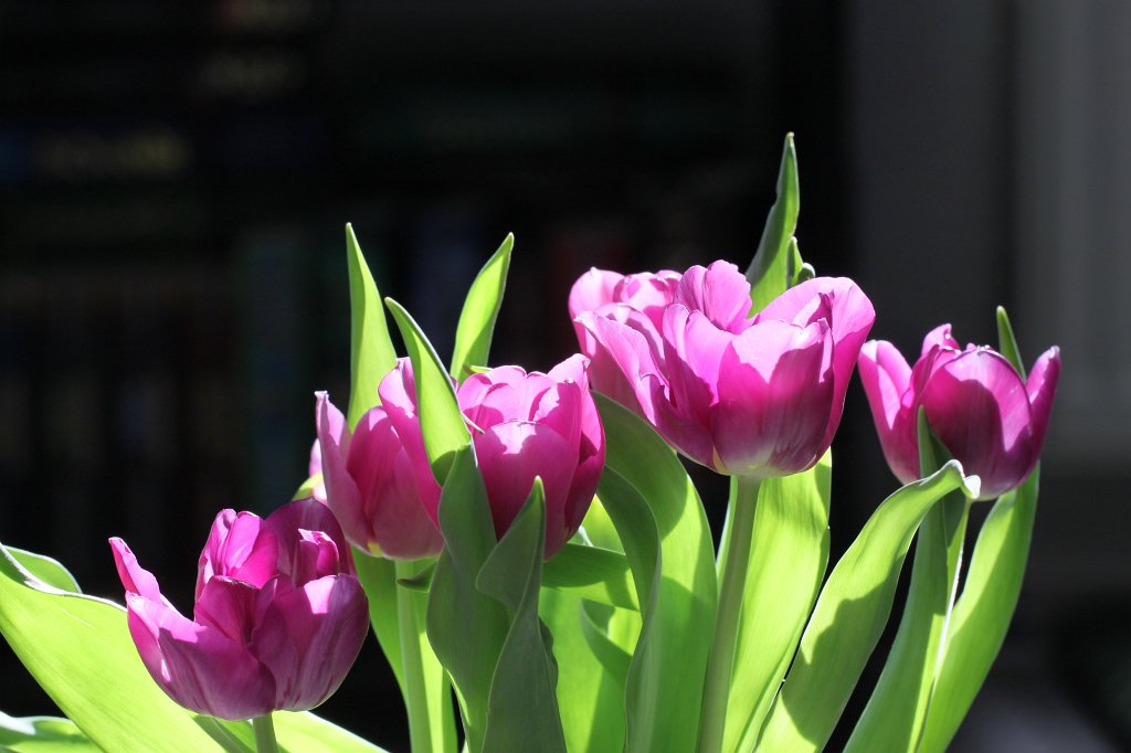 IMG_7589.JPG - Tulips  http://en.wikipedia.org/wiki/Tulip 