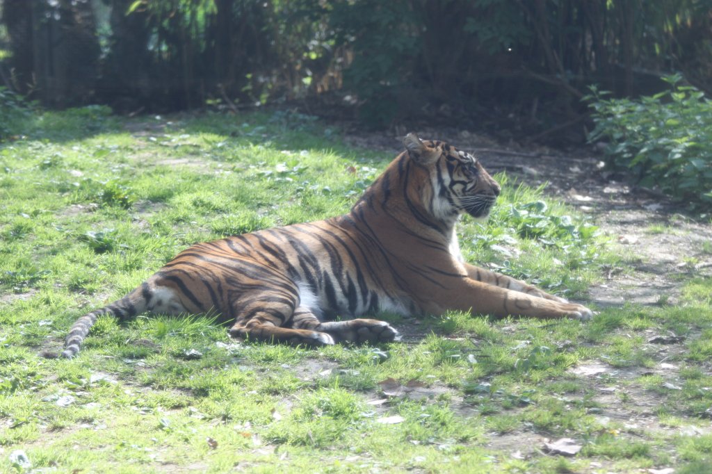 IMG_7845.JPG - Tiger  http://en.wikipedia.org/wiki/Tiger 