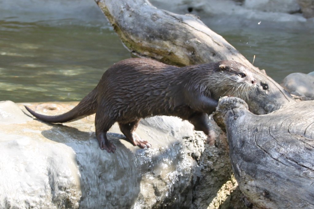 IMG_7879.JPG - Oriental small-clawed otter  http://en.wikipedia.org/wiki/Oriental_small-clawed_otter 