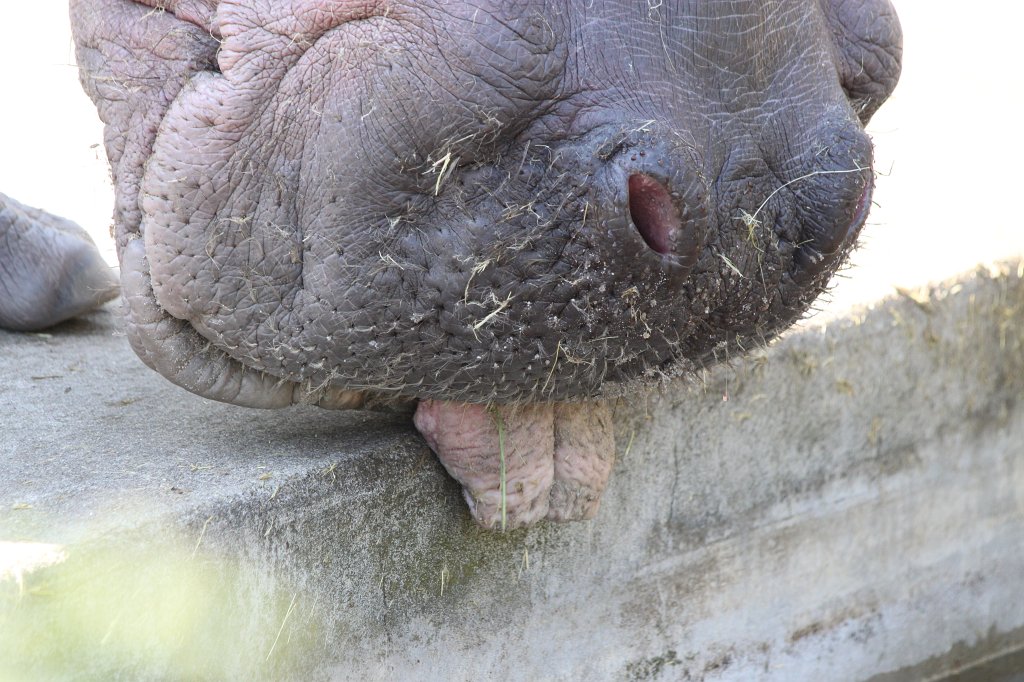 IMG_7898.JPG - Hippopotamus  http://en.wikipedia.org/wiki/Hippopotamus 